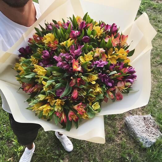 Alstroemeria