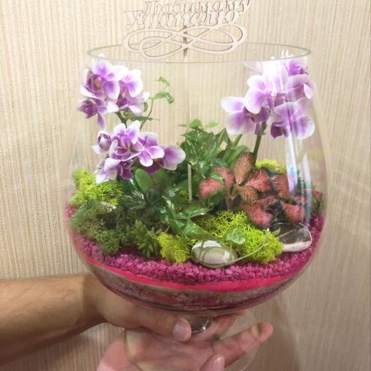Florarium con orquídea