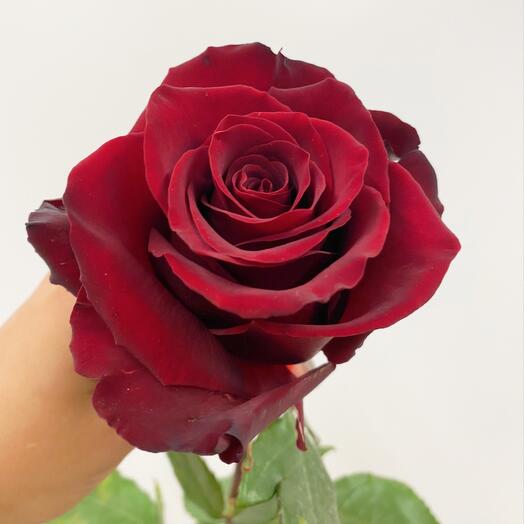 Роза 🌹 60см