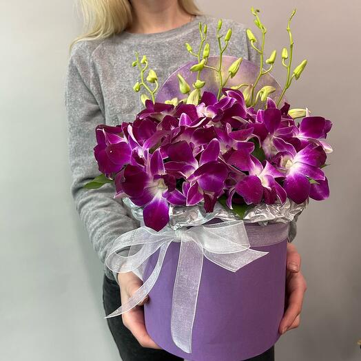 Composition of an Exotic Orchid