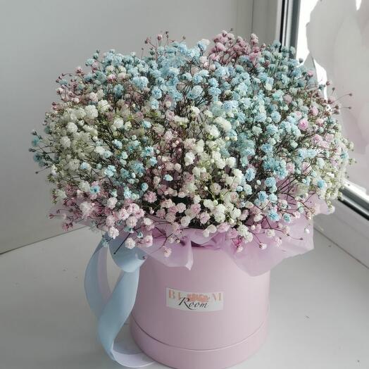 Gypsophila en Caja