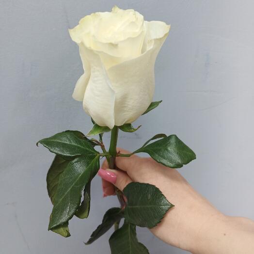 Rose Ecuador Mondial 50 cm