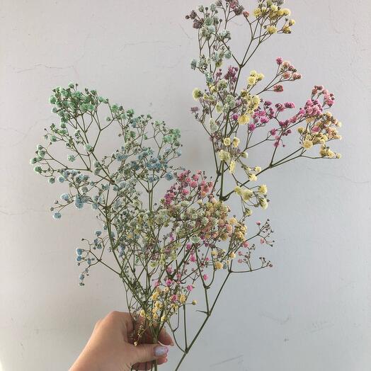 Радужная гипсофила