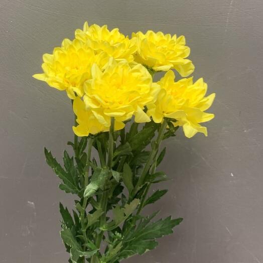 Bush chrysanthemum , yellow
