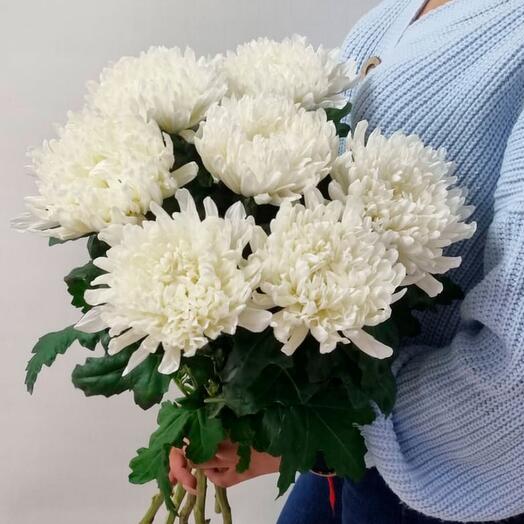 Монобукет из 7 одноголовой хризантемы