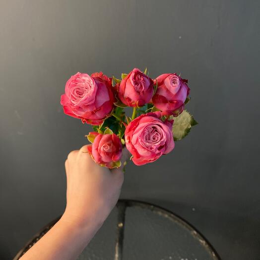 Peony-shaped bush Rose "Lady bombastic"