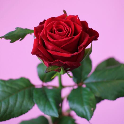 Rosa roja Naomi 50 cm