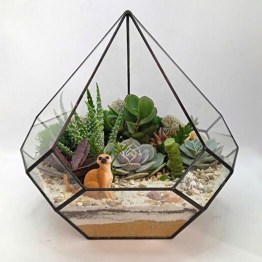 Meerkat and his succulent friends