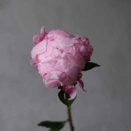 Пион сорта Sarah Bernhardt