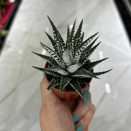 Haworthia
