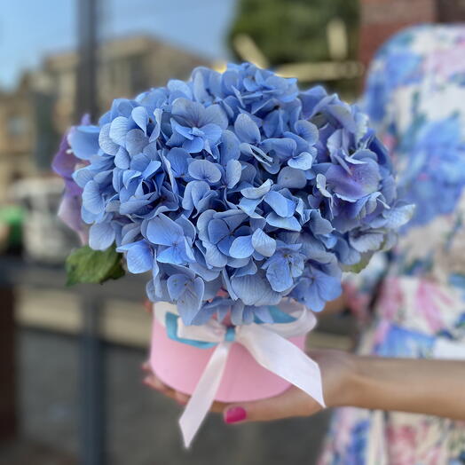 Hydrangea in a box