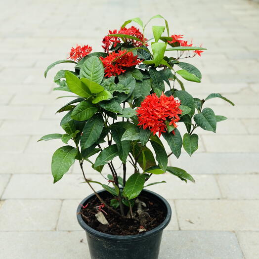 Ixora Coccinea