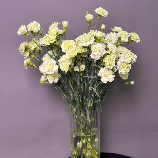 An armful of green bush carnations / dianthuses (15 branches)