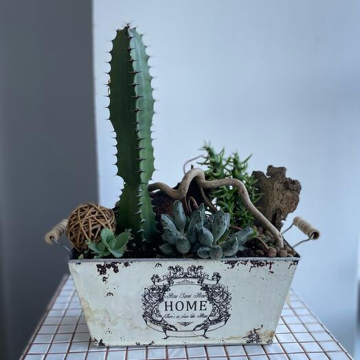 Композиция из кактуса и суккулентов «Home»
