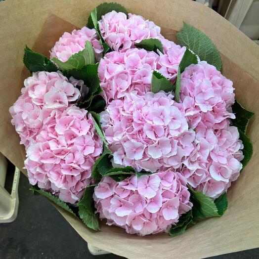 Hortensia pink