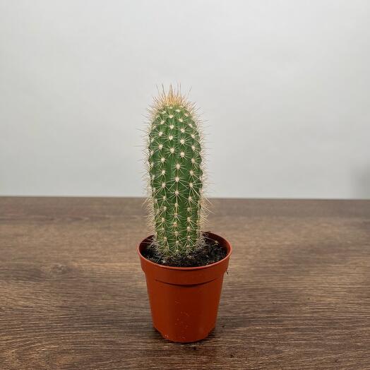 Mezcla de cactus (d5)