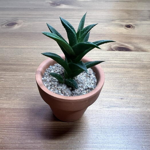 Хавортия извилистая (Haworthia tortuosa)