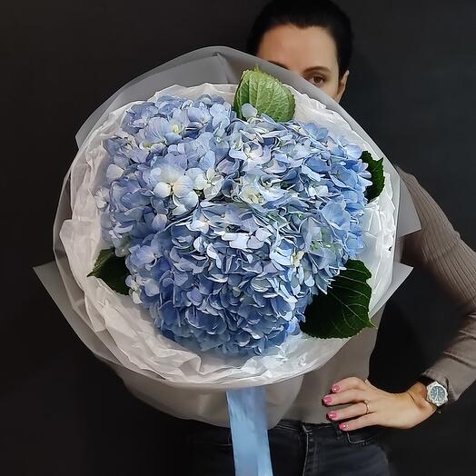 Гортензия голубая +🎁 сладкий