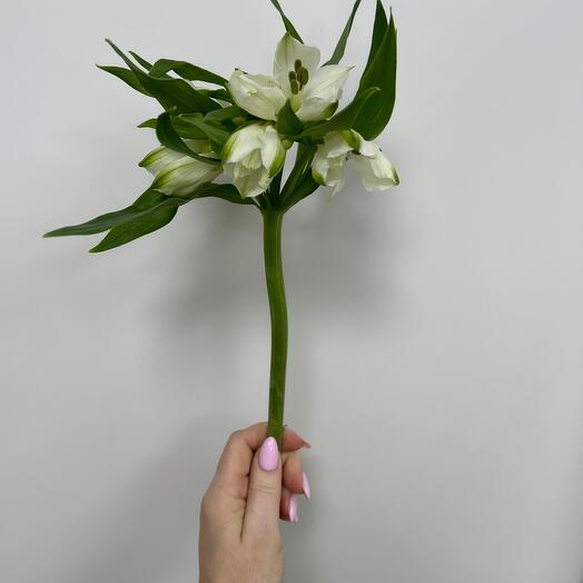 Альстрамерия белая