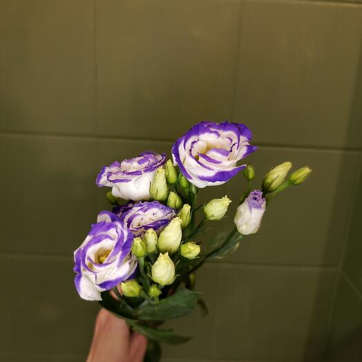 Эустома (лизиантус) белый с фиолетовым
