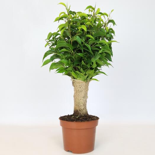 Фикус Бенджамина Наташа в джуте, D-12