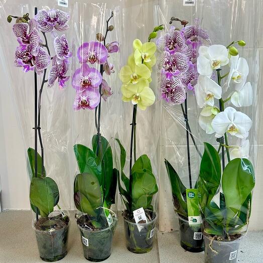 Орхидея Фаленопсис в ассортименте