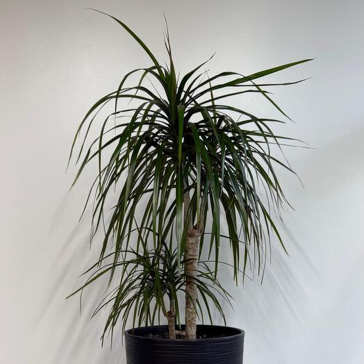 Драцена Маргината