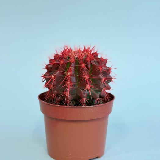 Эхинокактус