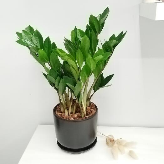 Замиокулькас в чорному керамічному горщику