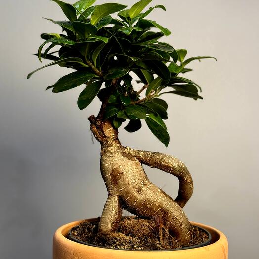 Фикус Джинсенг