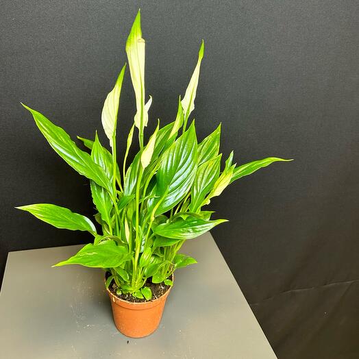 Спатифилум (женское счастье )