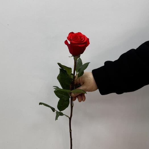 Розы эквадор 70 см пинкфлоид