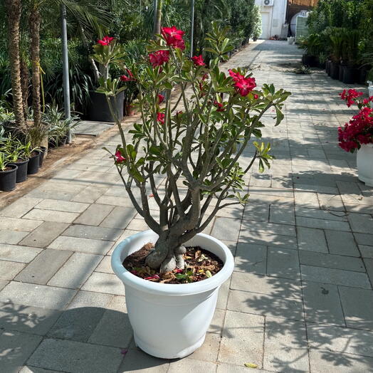 Adenium Obesum