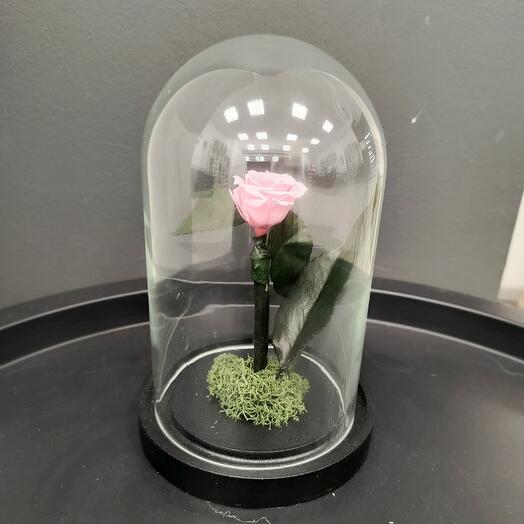  Success Flowers