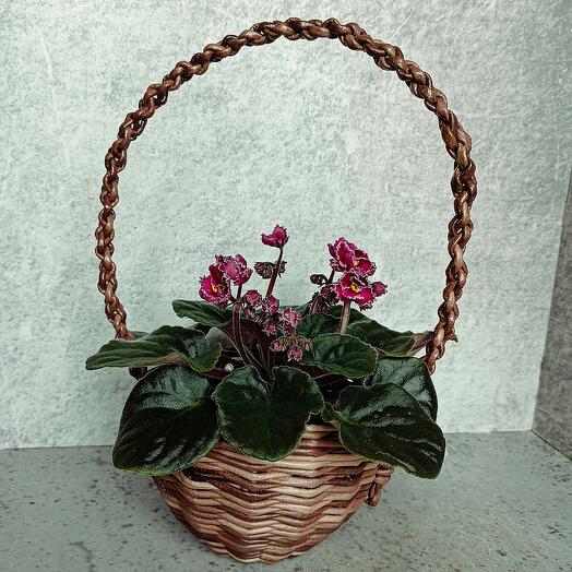 Violeta Burdeos (*4) en una canasta hecha a mano