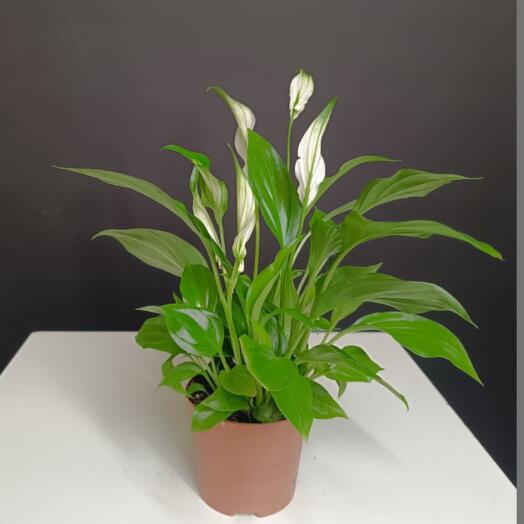 Спатифиллум 40 см