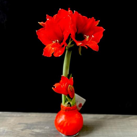 Amaryllis in wax