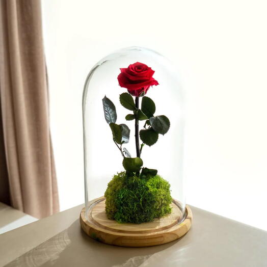 Rosa eterna en cupula de cristal