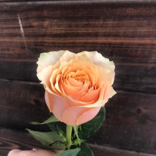 Caramel
