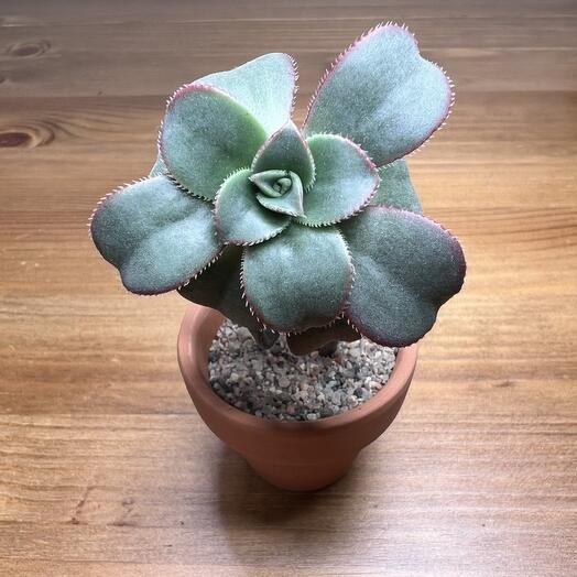 Эониум Киви