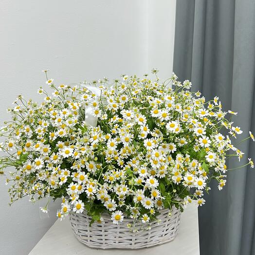 Ромашки в корзине