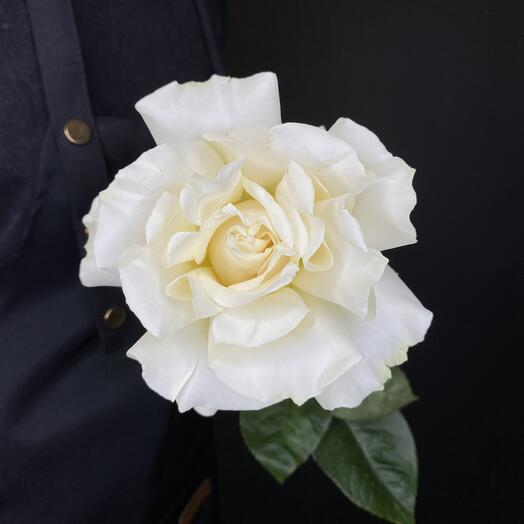 Французская роза 1 шт