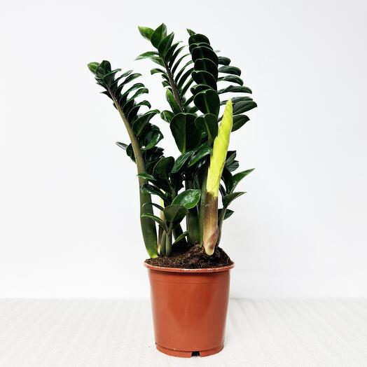 Замиокулькас Зензи, высота 40-45см