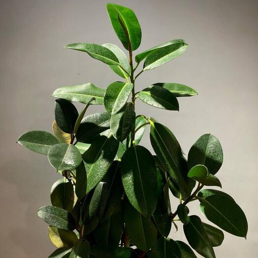 Фикус Эластика