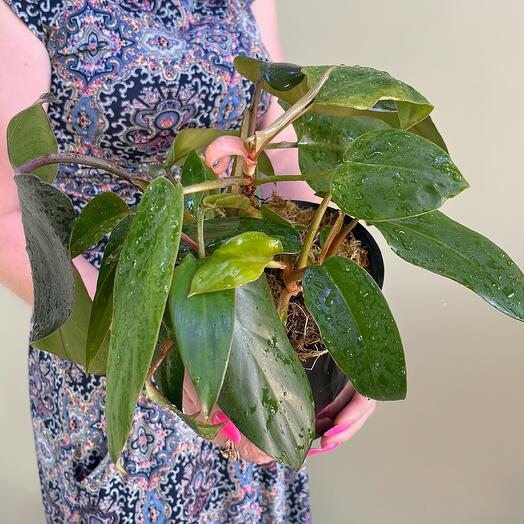 Филодендрон в пластиком кашпо