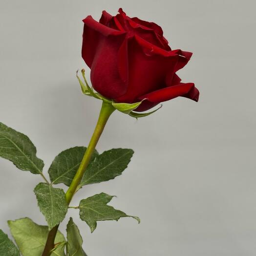 Роза красная 60 см