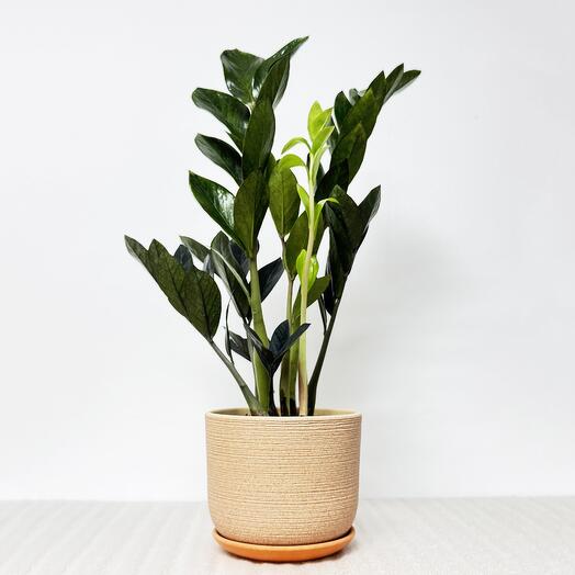 Замиокулькас Равен в кремовом керамическом горшке с поддоном, высота 45-50см