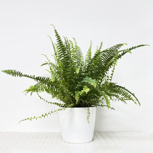 Нефролепис Грин Леди в белом кашпо с автополивом, высота 40-45см