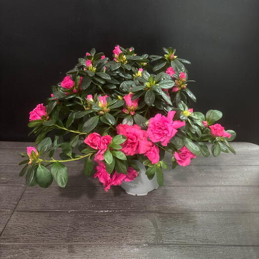 Азалия фуксиевая