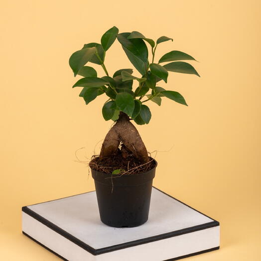 Ficus Ginseng